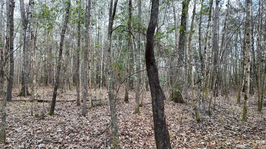 0 Mulberry Road Brantley AL 36009