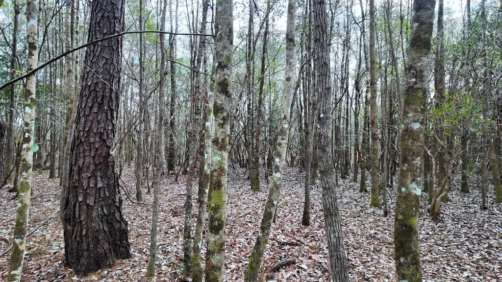 0 Mulberry Road Brantley AL 36009