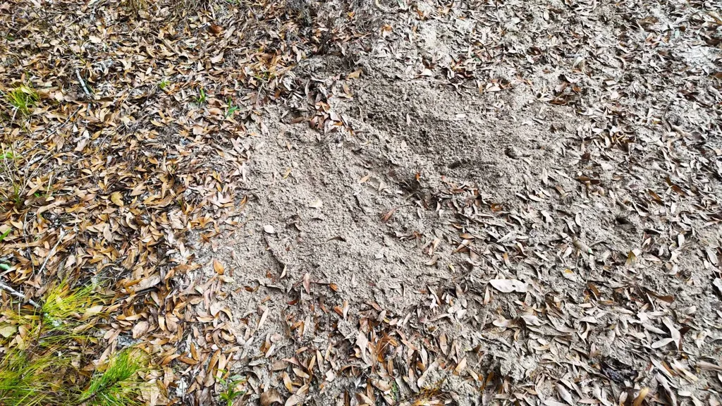 0 Mulberry Road Brantley AL 36009