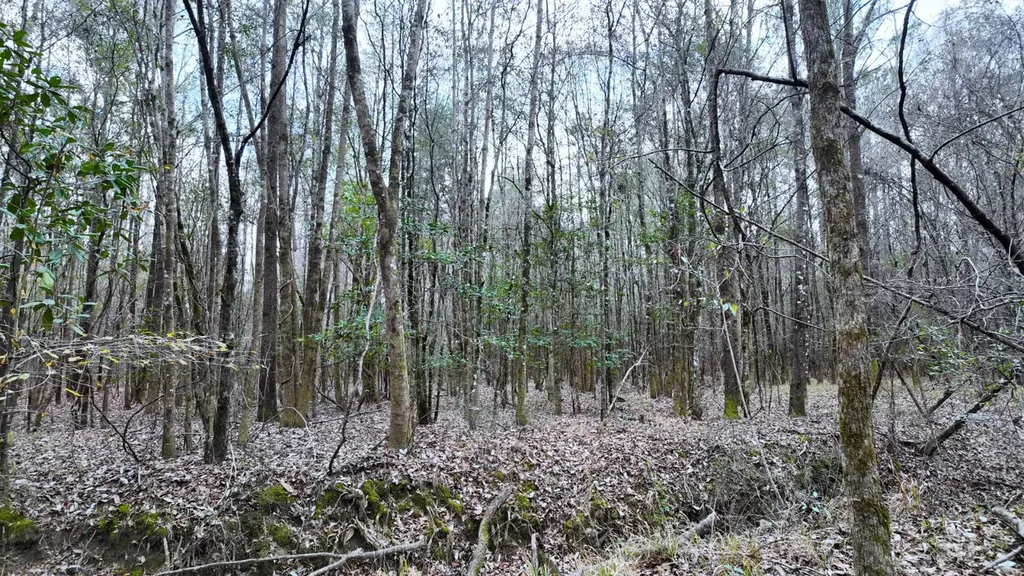 0 Mulberry Road Brantley AL 36009