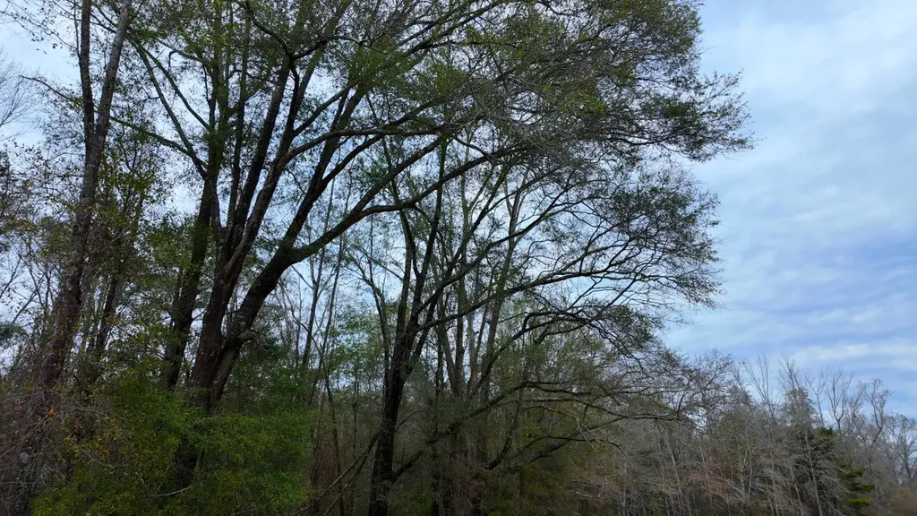 0 Mulberry Road Brantley AL 36009