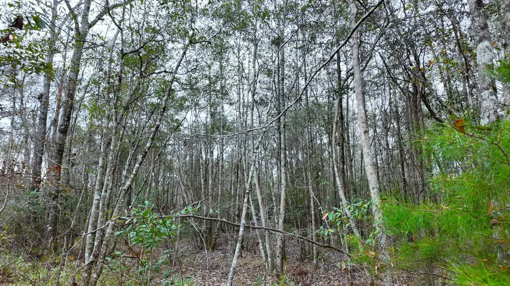 0 Mulberry Road Brantley AL 36009