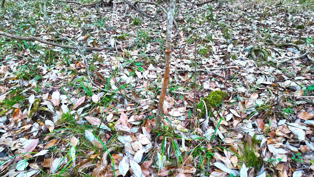 0 Mulberry Road Brantley AL 36009