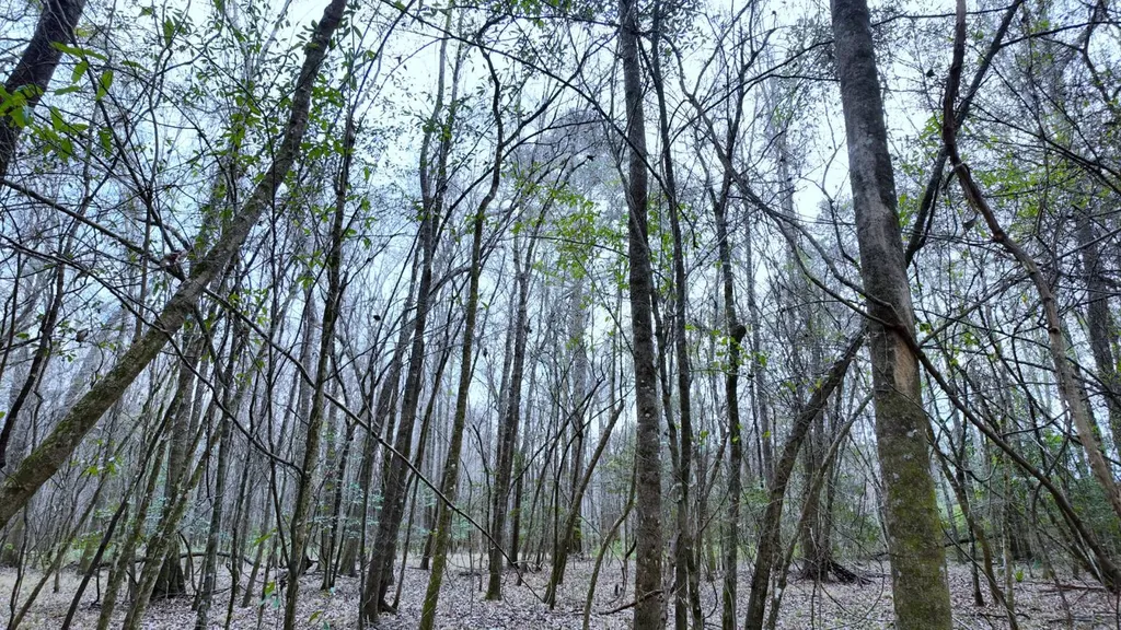 0 Mulberry Road Brantley AL 36009