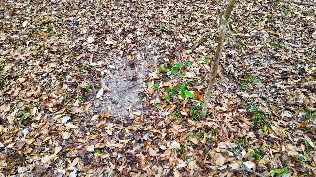 0 Mulberry Road Brantley AL 36009