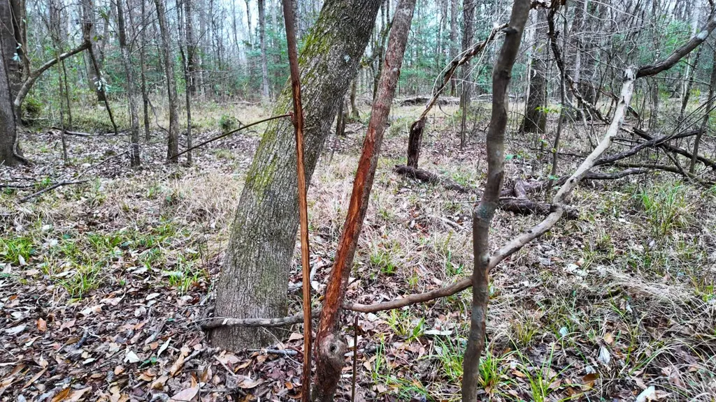 0 Mulberry Road Brantley AL 36009