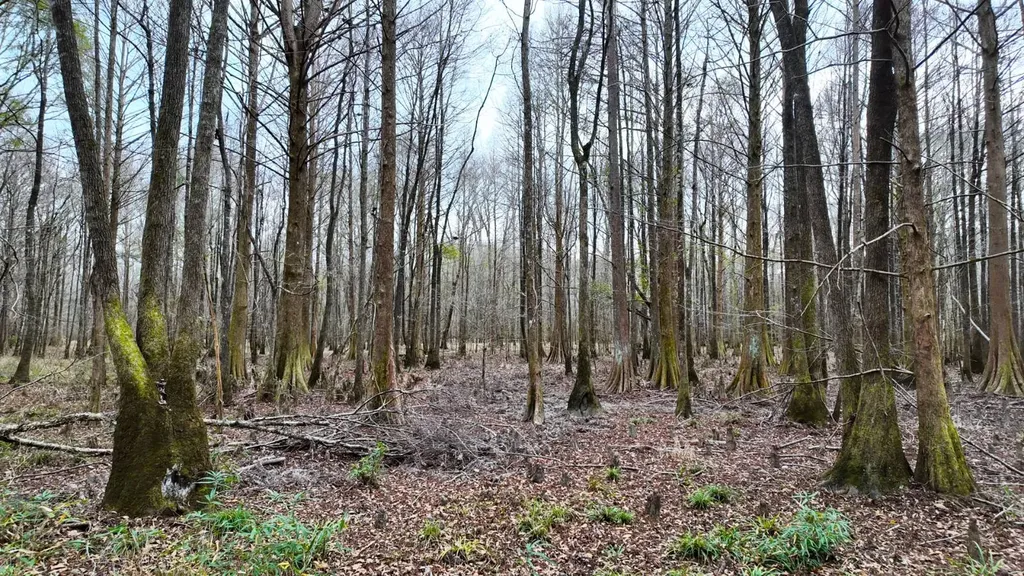 0 Mulberry Road Brantley AL 36009