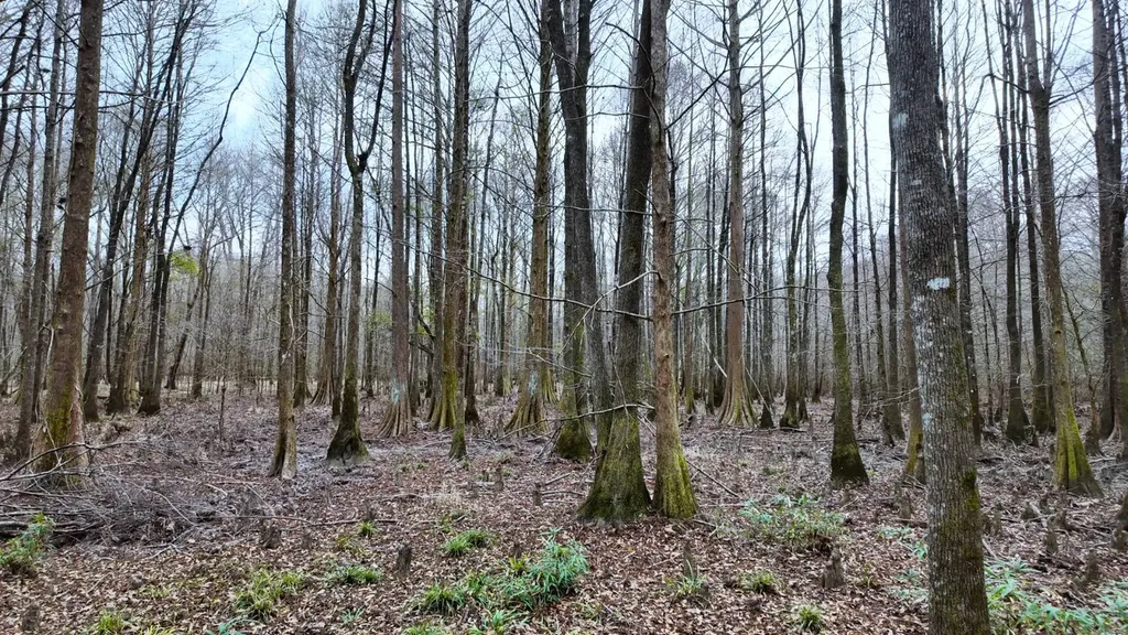 0 Mulberry Road Brantley AL 36009