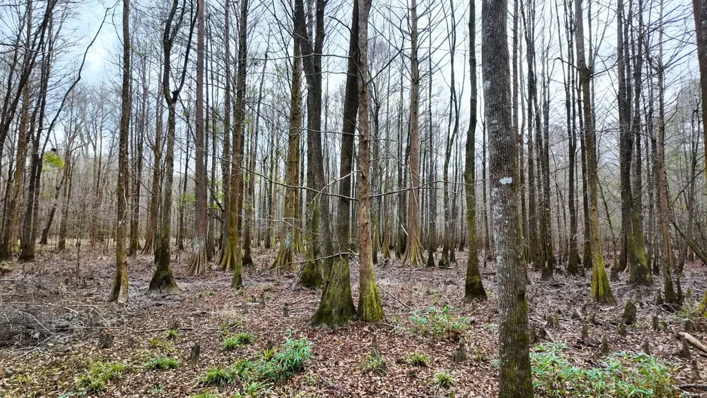 0 Mulberry Road Brantley AL 36009