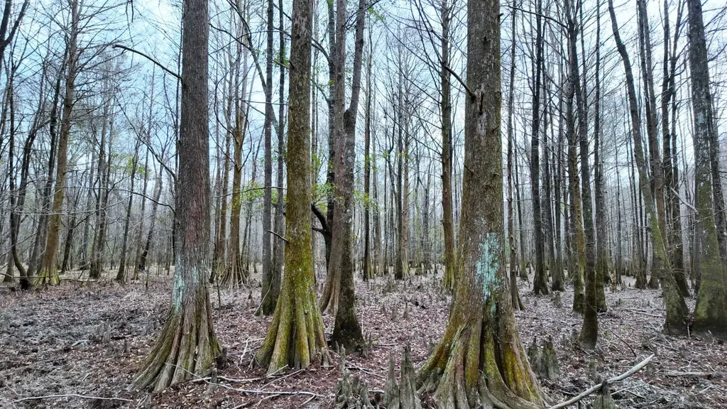0 Mulberry Road Brantley AL 36009