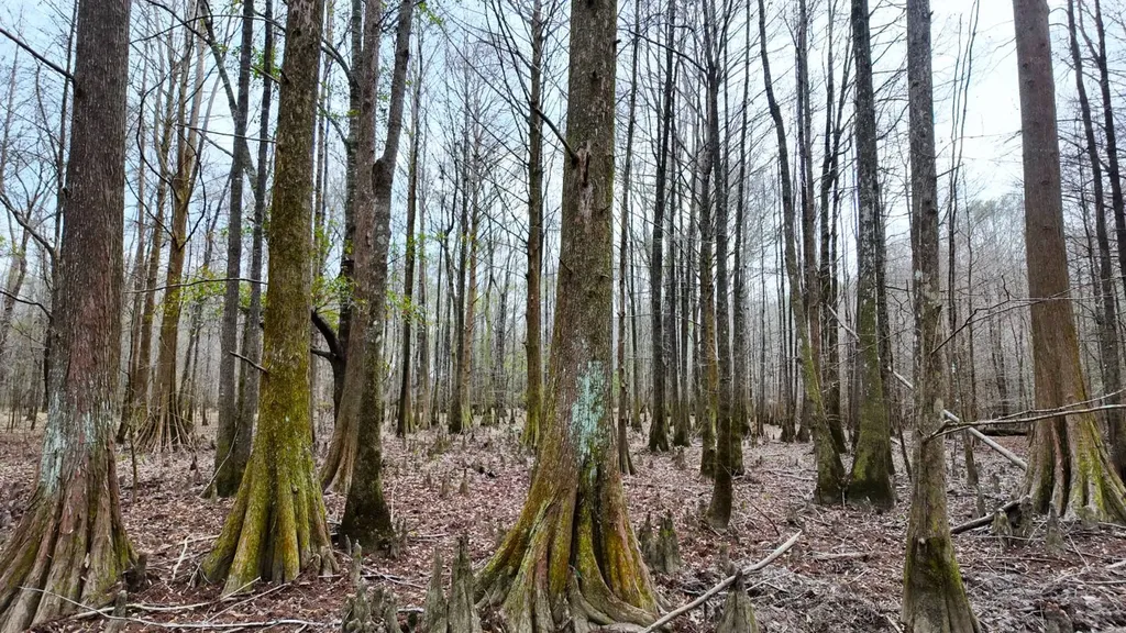 0 Mulberry Road Brantley AL 36009