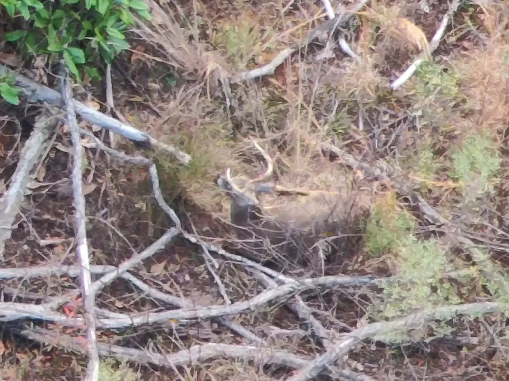 11039 Tallahatta Springs Road Thomasville AL 36784