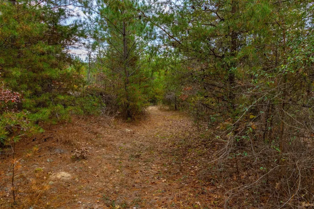 0 County Road 3217 Haleyville AL 35565