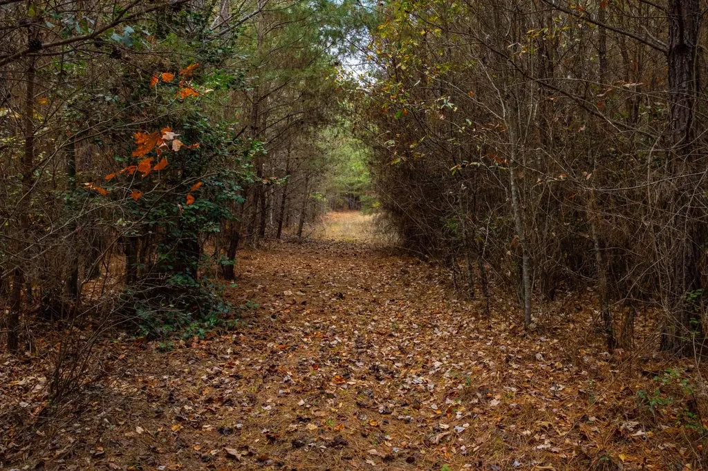 0 County Road 3217 Haleyville AL 35565