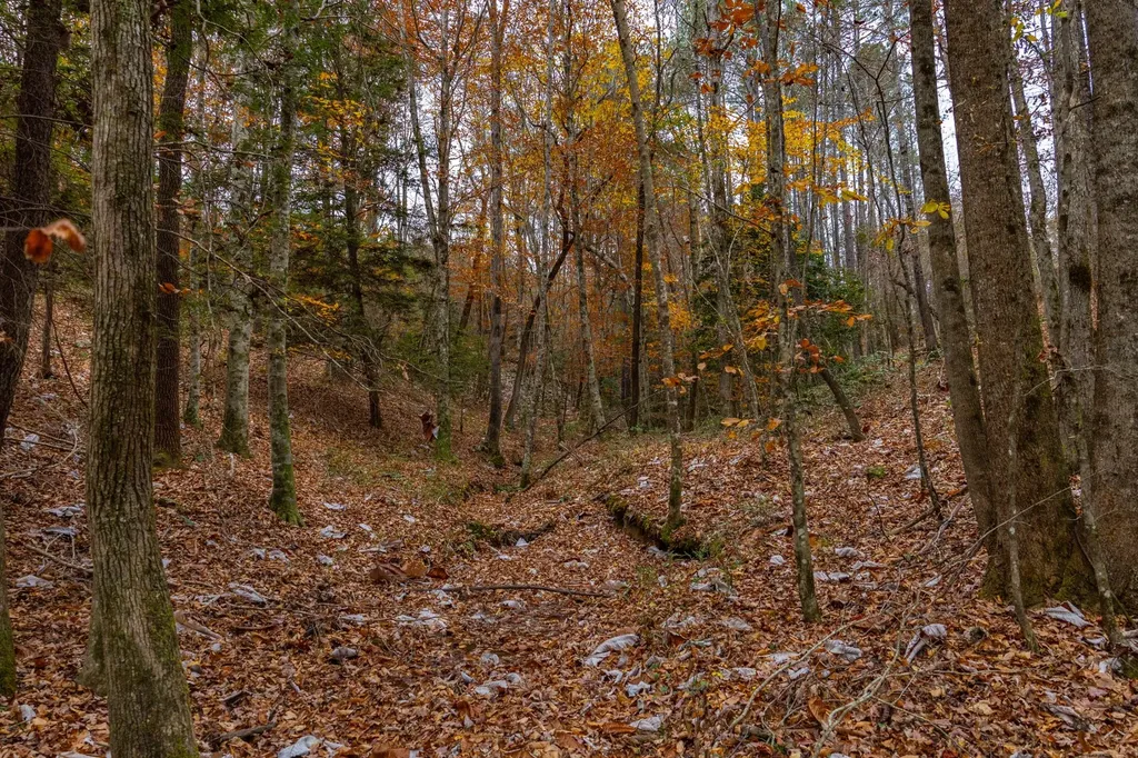 0 County Road 3217 Haleyville AL 35565