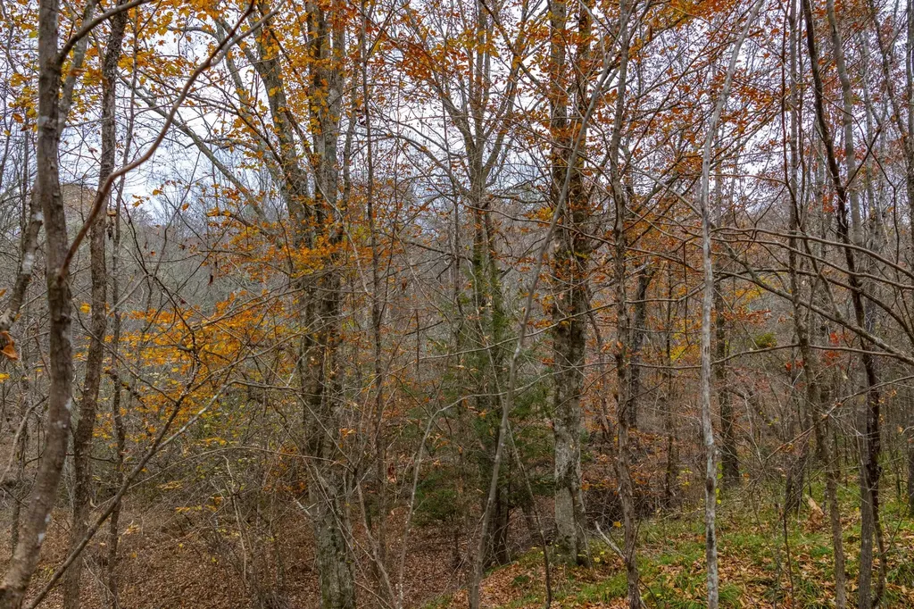 0 County Road 3217 Haleyville AL 35565