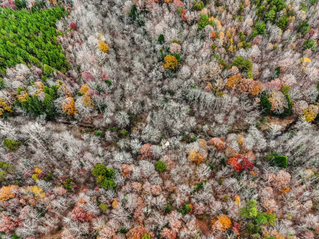 0 County Road 3217 Haleyville AL 35565