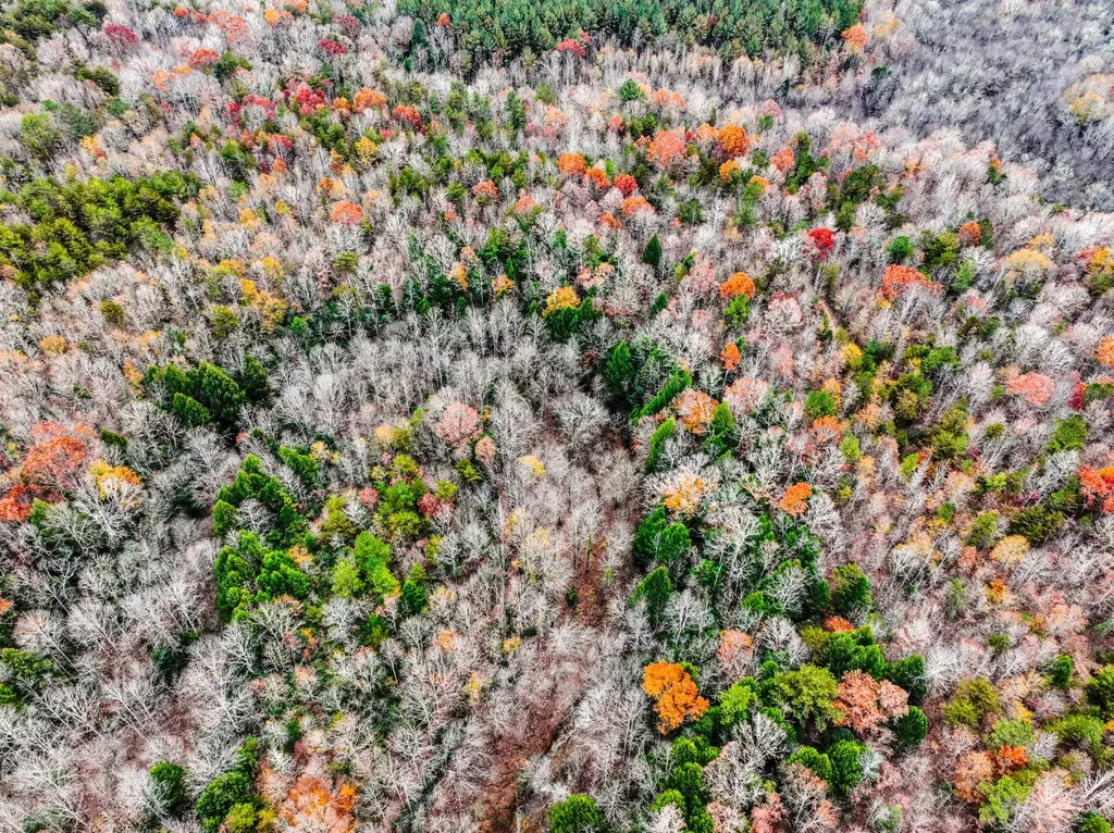 0 County Road 3217 Haleyville AL 35565