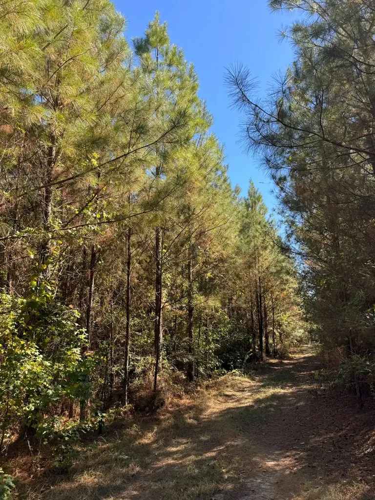 02 County Road 5 Cuba AL 36907