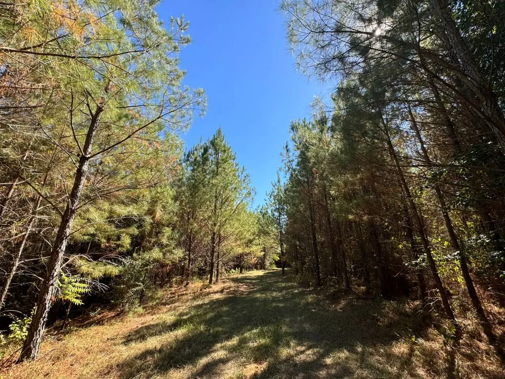 02 County Road 5 Cuba AL 36907