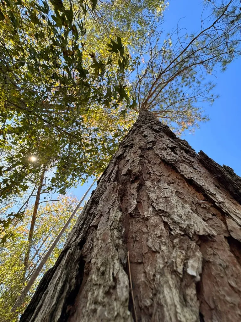 02 County Road 5 Cuba AL 36907