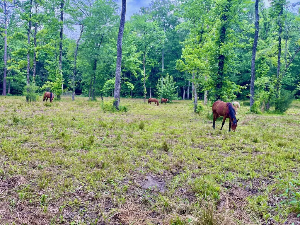 5343 A County Road 16 Montevallo AL 35115