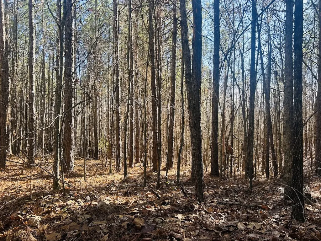 0 Bluff Springs Road Ashland AL 36251