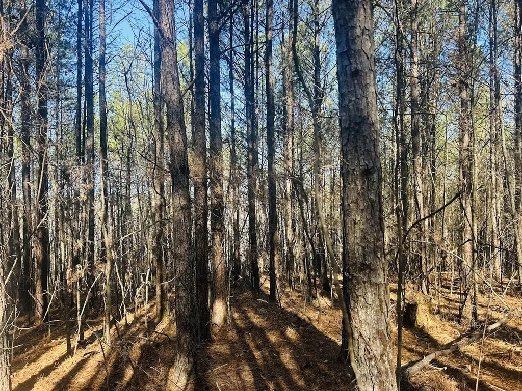 0 Bluff Springs Road Ashland AL 36251