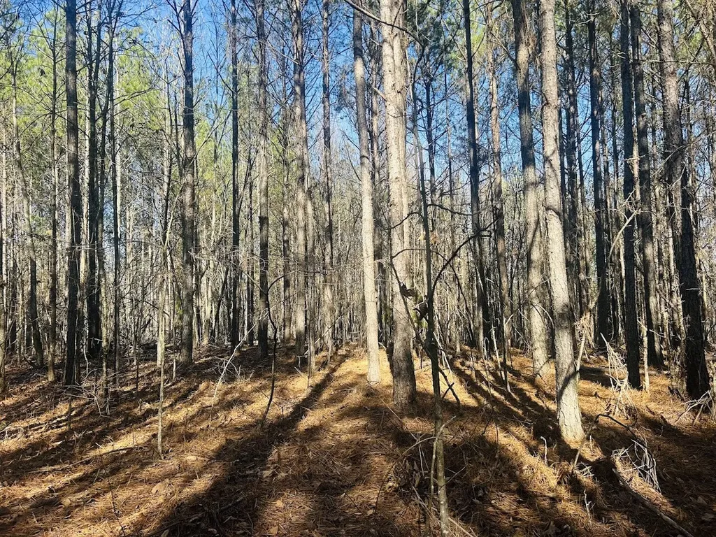 0 Bluff Springs Road Ashland AL 36251