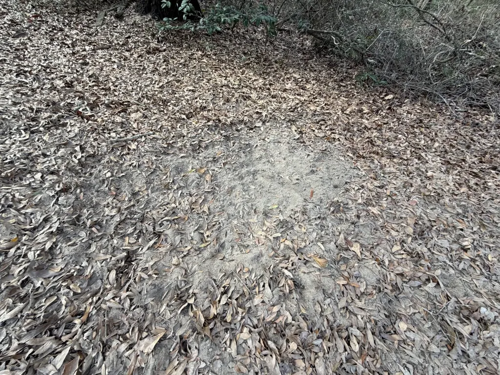 0 County Road 72 Ariton AL 36311