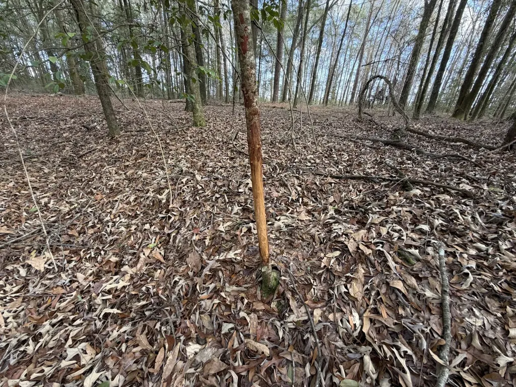 0 County Road 72 Ariton AL 36311