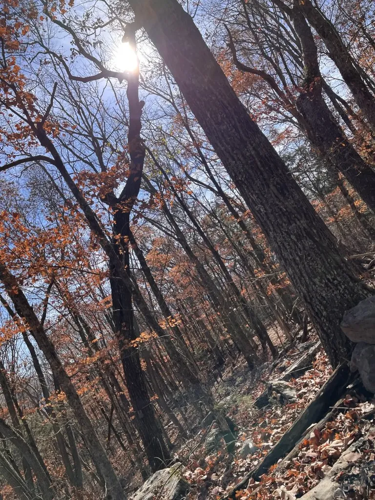 417 37th Street NE Fort Payne AL 35967