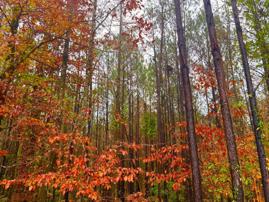 0 Round Hill Road Thomasville AL 36784