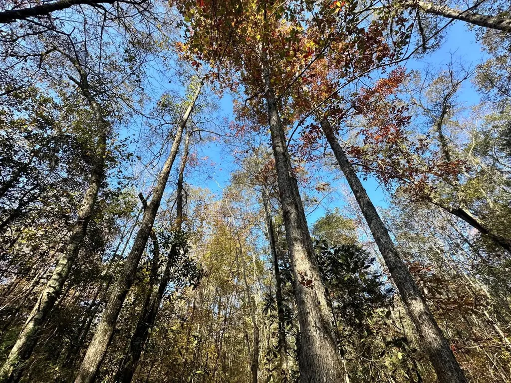 2331 Jernigan Road Ozark AL 36360