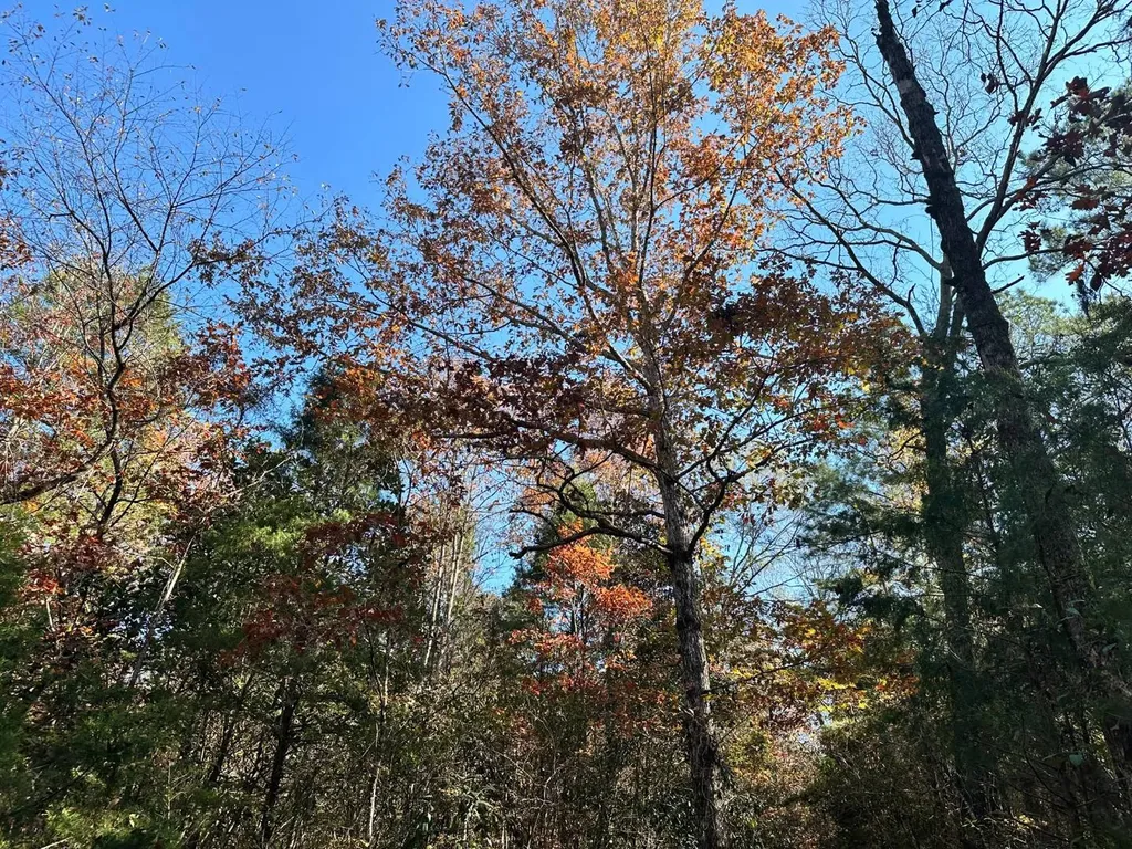 2331 Jernigan Road Ozark AL 36360