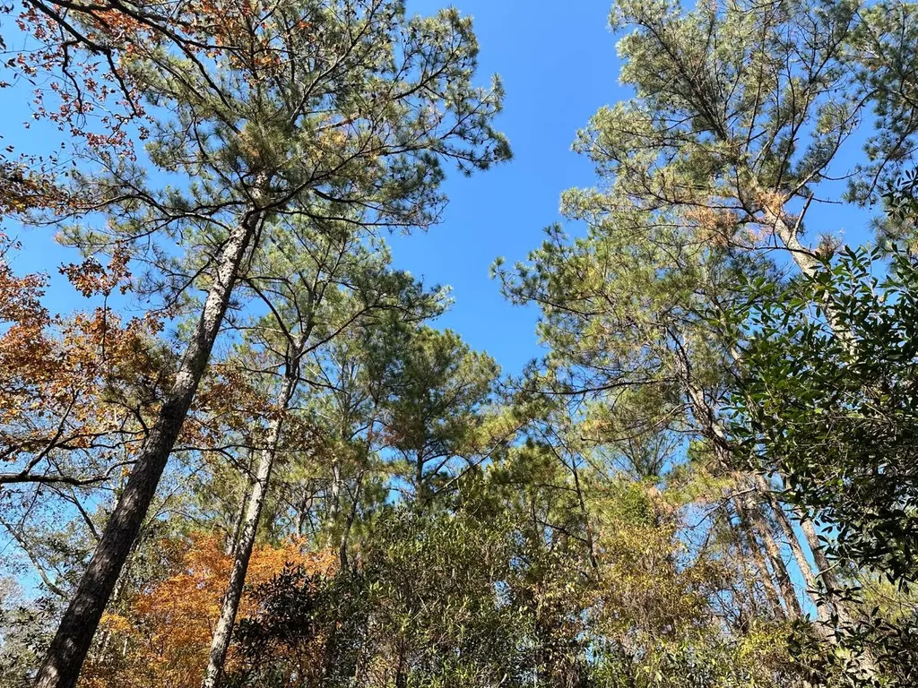 2331 Jernigan Road Ozark AL 36360