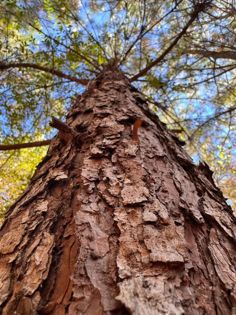 0 County Road 5 Cuba AL 36907