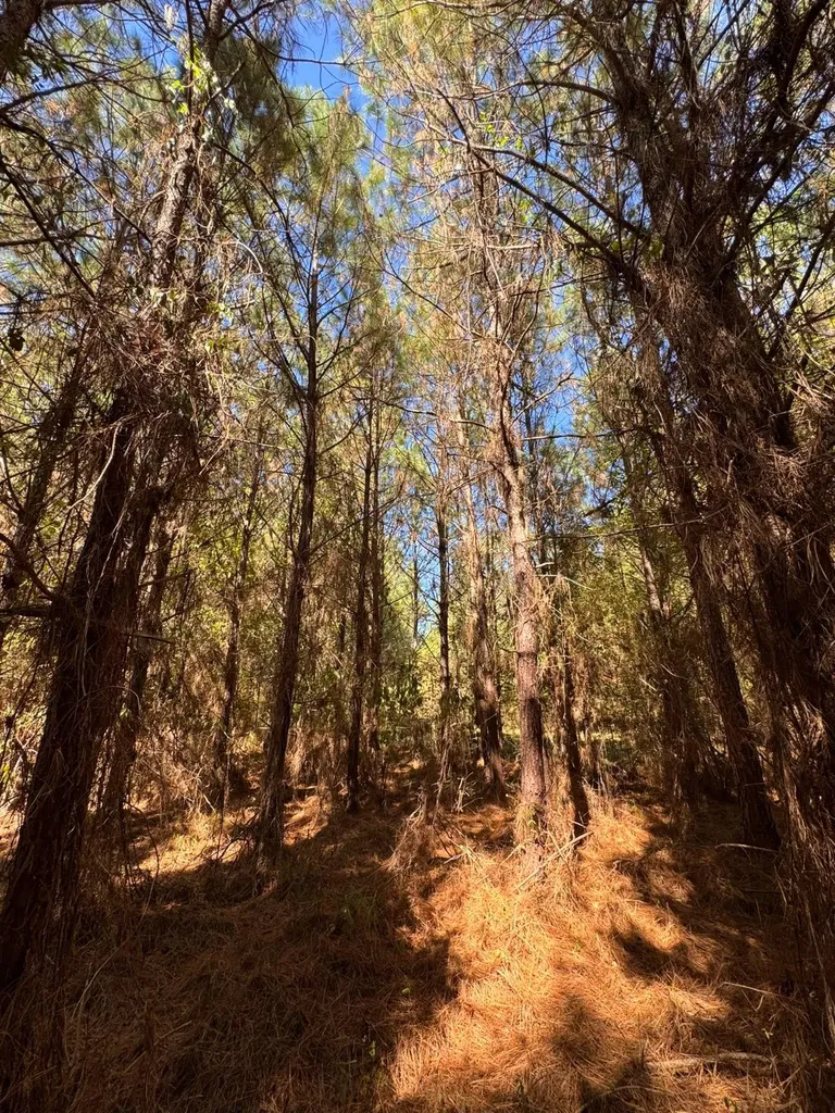 0 County Road 5 Cuba AL 36907