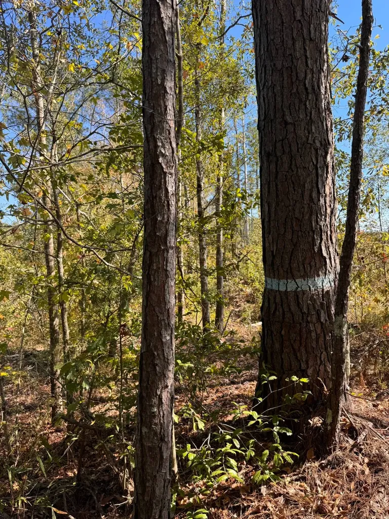 0 County Road 5 Cuba AL 36907