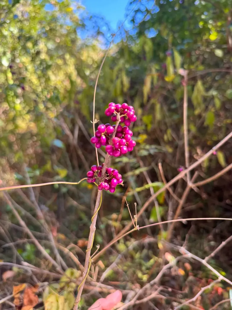 0 County Road 5 Cuba AL 36907