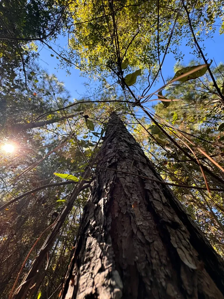 0 County Road 5 Cuba AL 36907