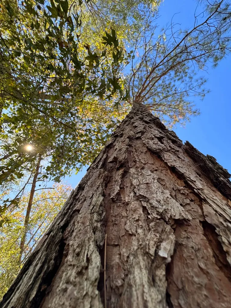 0 County Road 5 Cuba AL 36907