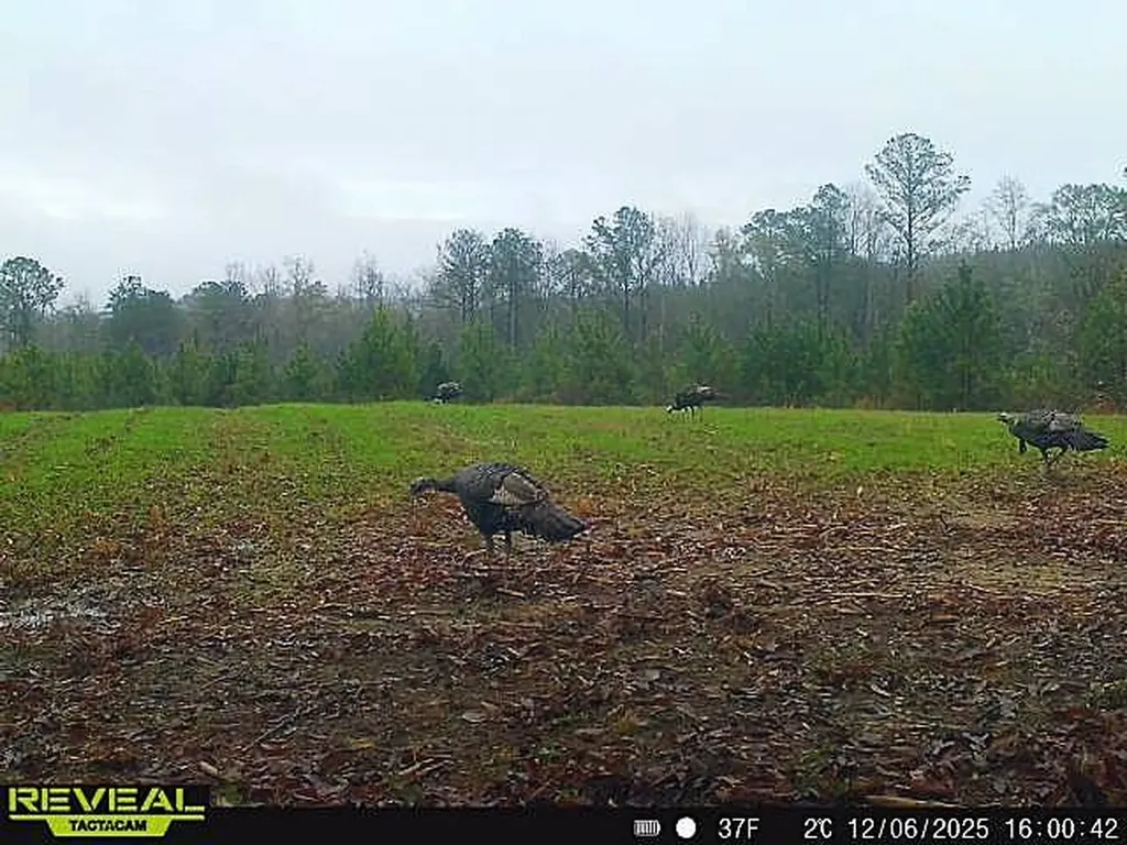 0 County Road 25 Banks AL 36005