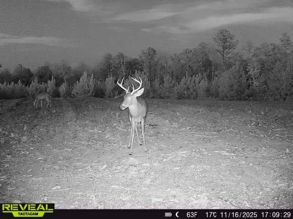 0 County Road 25 Banks AL 36005