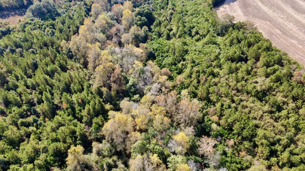 0 Borad Street Headland AL 36345