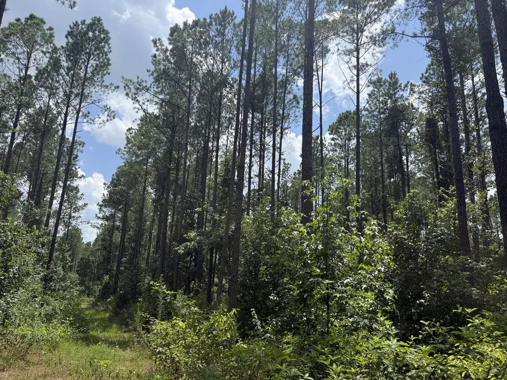 0 County Road 51 Greensboro AL 36744