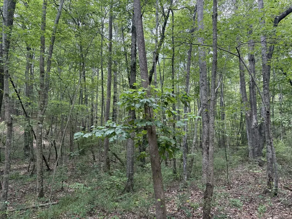 0 County Road 51 Greensboro AL 36744