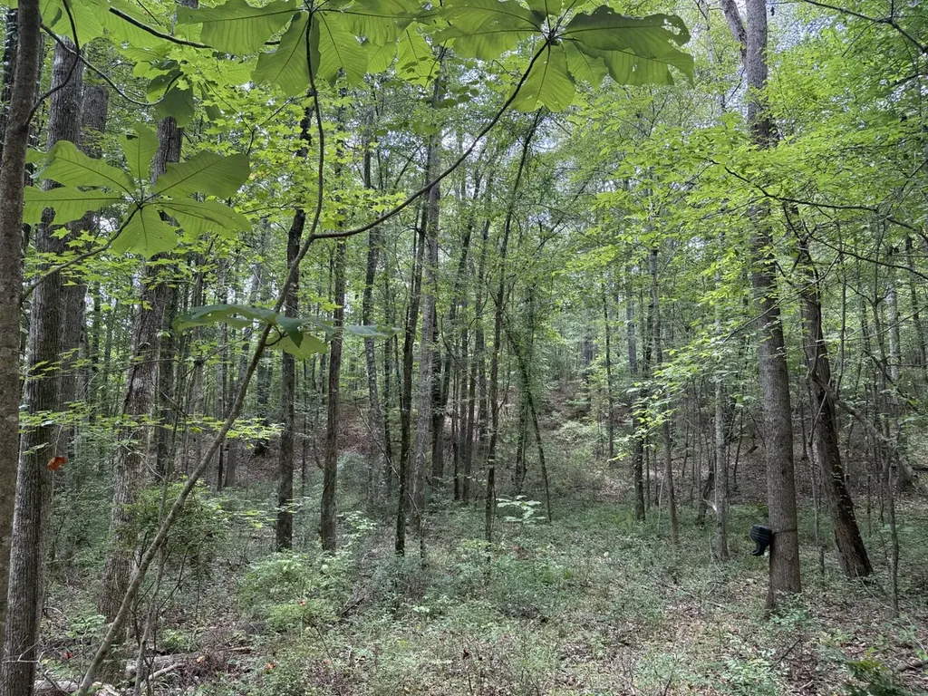 0 County Road 51 Greensboro AL 36744