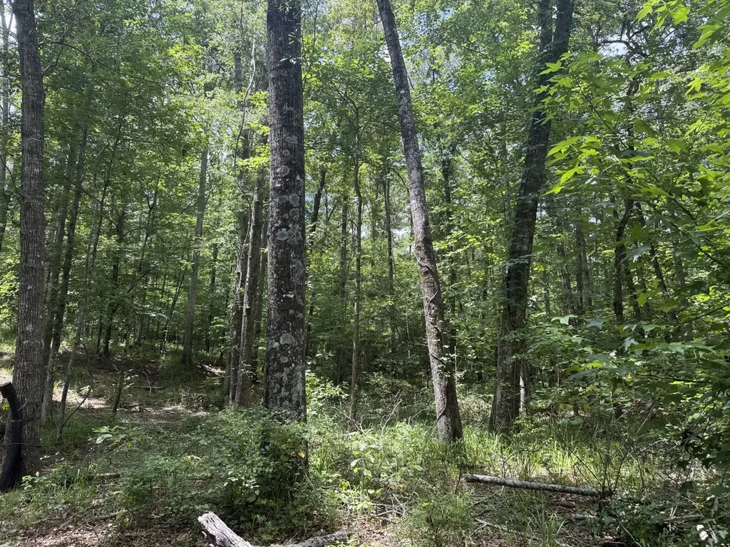 0 County Road 51 Greensboro AL 36744