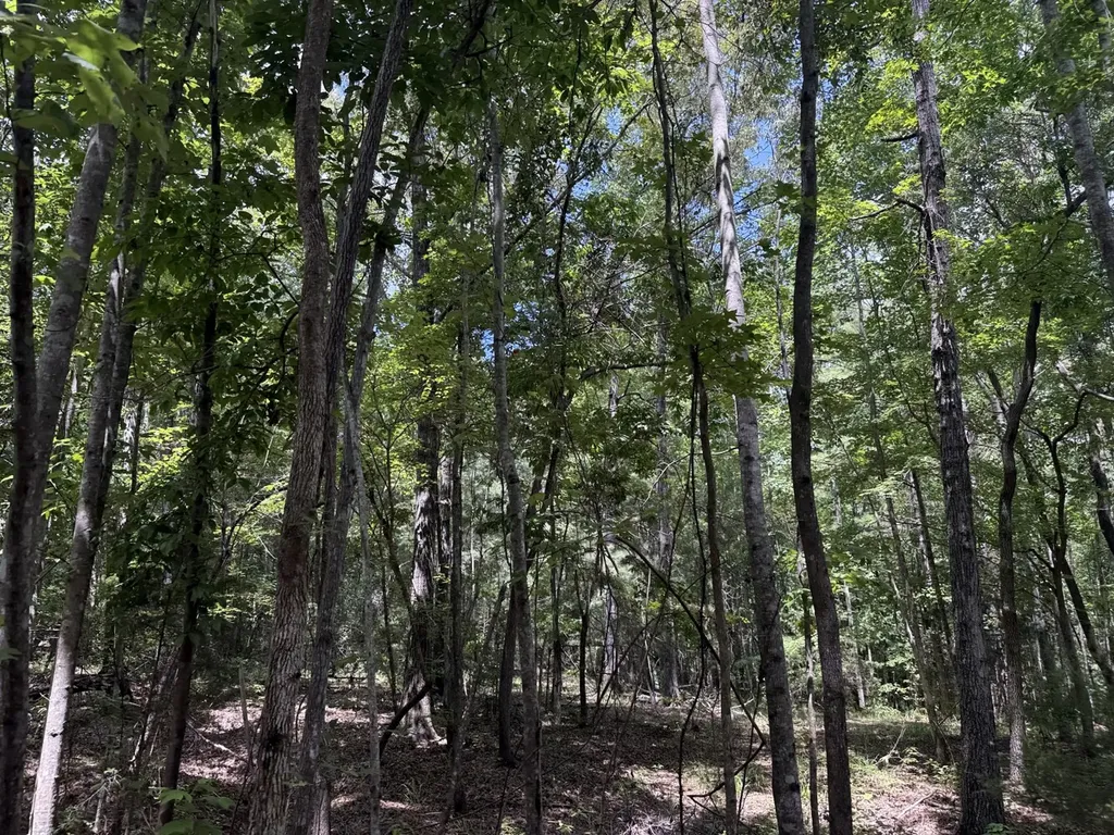 0 County Road 51 Greensboro AL 36744